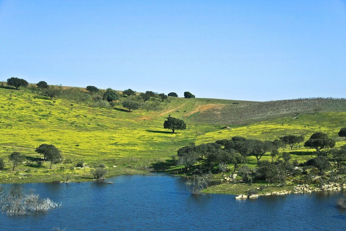 Miniatura: Margens verdes da albufeira do Alqueva com azinheiras dispersas na primavera
