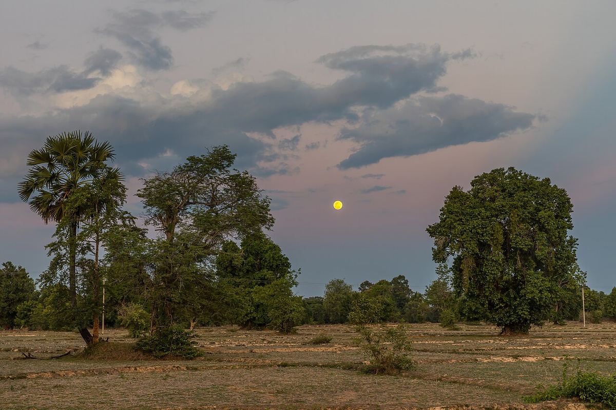 Miniatura: Lua cheia a nascer sobre uma paisagem rural com árvores ao entardecer